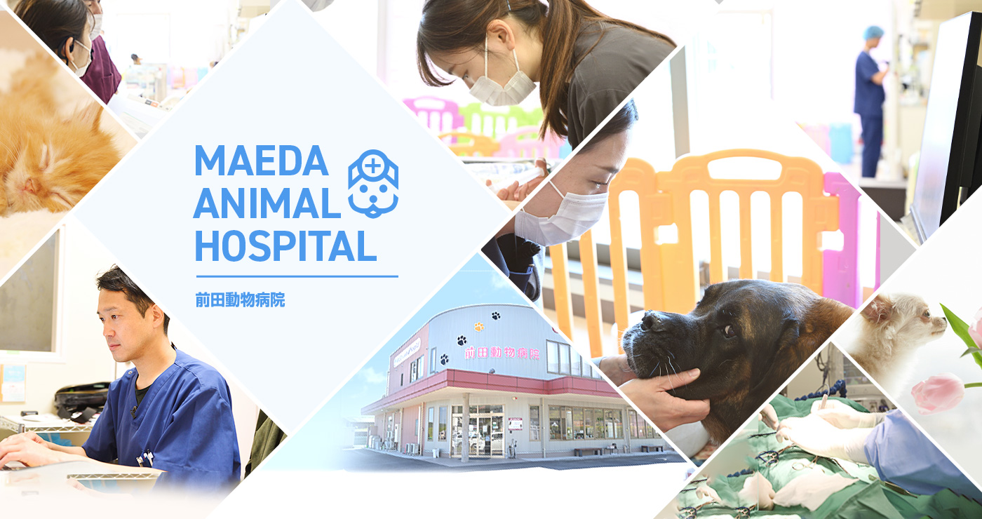 MAEDA ANIMAL HOSPITAL